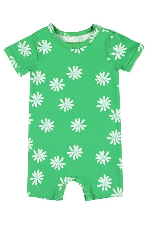 Mono Kobe Daisies